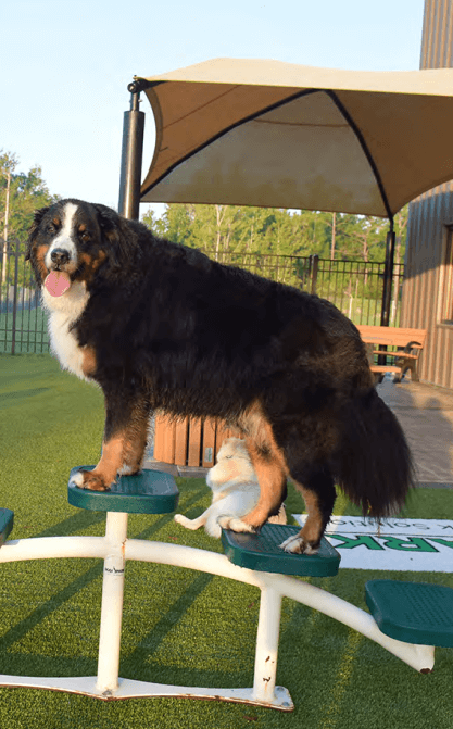 Positive Reinforcement  - How to Introduce Your Dog to Agility Equipment at the Park